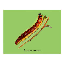 Chenille de cossus de Cossus Cartes Postales