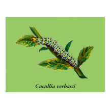 Chenille de verbasci de Cucullia Carte Postale