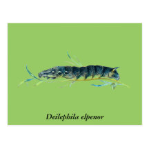 Chenille d'elpenor de Deilephila Cartes Postales