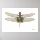 Chequered Setwing Dragonfly Watercolor Poster
