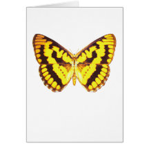 Chequered Skipper Butterfly Greeting Card
