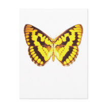 Chequered Skipper Butterfly Post Cards