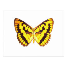 Chequered Skipper Butterfly Postcards