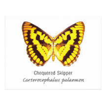 Chequered Skipper Butterfly with Name Postcard