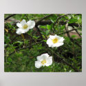 Cherokee Old Climbing Rose posters