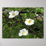Cherokee Old Climbing Rose Posters