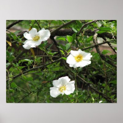 Cherokee Old Climbing Rose Posters by naturegirl7
