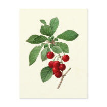 Cherries by Pierre-Joseph Redouté Post Card