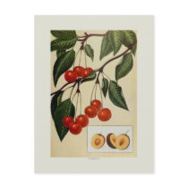 Cherries Post Cards