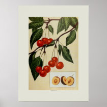 Cherries Poster