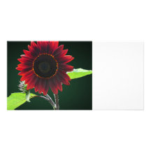 Cherry and Chocolate Sunflower Photo Card