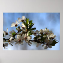Cherry bloom plakat