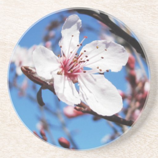 Cherry Blossom 2 Beverage Coasters