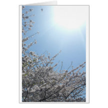 Cherry Blossom All Occasion Greeting Cards