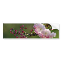 Cherry blossom and meaning bumper stickers