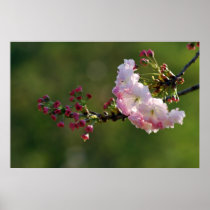 Cherry blossom and meaning posters