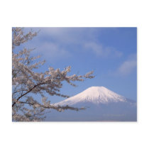 Cherry Blossom and Mt. Fuji 2 Post Card