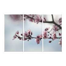 Cherry Blossom and Sky Gallery Wrapped Canvas