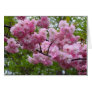 Cherry blossom branch greeting cards