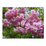 Cherry blossom branch post card