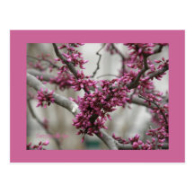 Cherry Blossom Buds Postcard