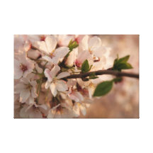 Cherry Blossom Canvas Canvas Print