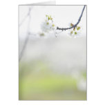 Cherry Blossom Card