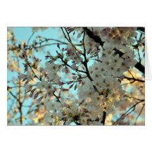Cherry Blossom Design Card