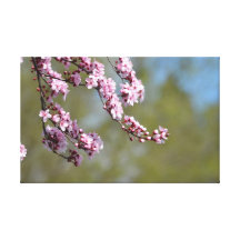 Cherry Blossom Flowers Canvas Print
