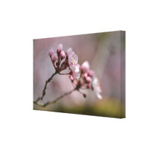 Cherry Blossom Flowers Canvas Prints