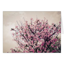 Cherry blossom flowers card cards
