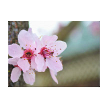 Cherry Blossom Flowers on a Tree Stretched Canvas Prints