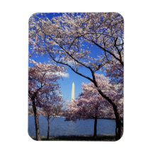 Cherry blossom in Washington DC Flexible Magnet