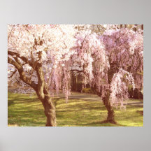 Cherry Blossom Landscape Poster