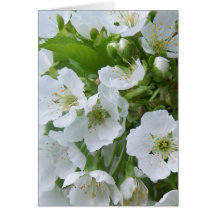 Cherry Blossom Note Card