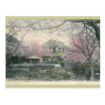 Cherry Blossom of Nakashima, Nagasaki Japan Post Cards