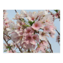 Cherry Blossom Postcard