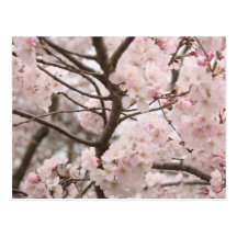 Cherry Blossom Postcard