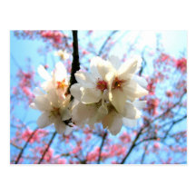 Cherry blossom - Postcard