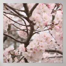 Cherry Blossom Poster