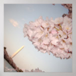 Cherry Blossom Poster
