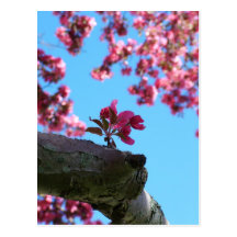 Cherry Blossom Sprig Postcards