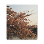 Cherry Blossom Tree Canvas Gallery Wrap Canvas