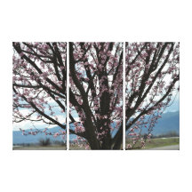Cherry Blossom Tree Gallery Wrapped Canvas