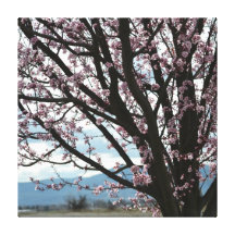 Cherry Blossom Tree Gallery Wrapped Canvas