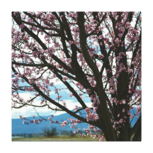 Cherry Blossom Tree Stretched Canvas Prints