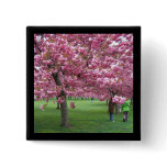 Cherry blossom trees pin