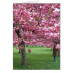 Cherry blossom trees greeting card