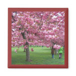 Cherry blossom trees magnets