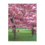 Cherry blossom trees post cards